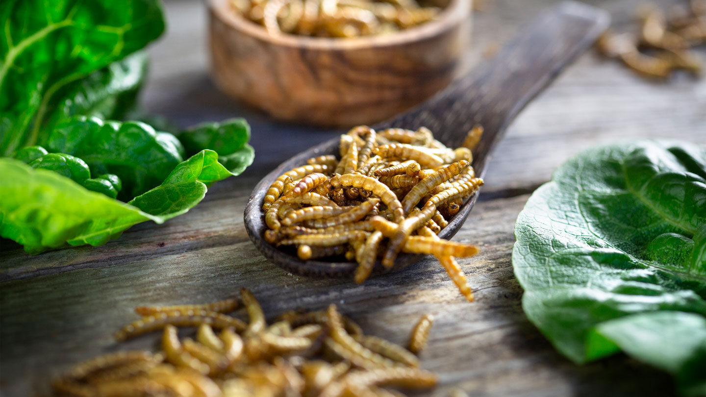 082322_ao_eating-mealworms_feat