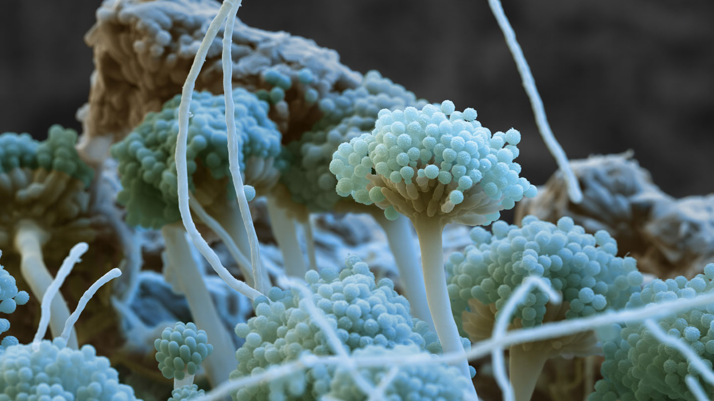 101722_db_mycotoxins_feat